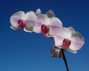 Omnis eaque qui placeat sed dolores nihil consectetur qui