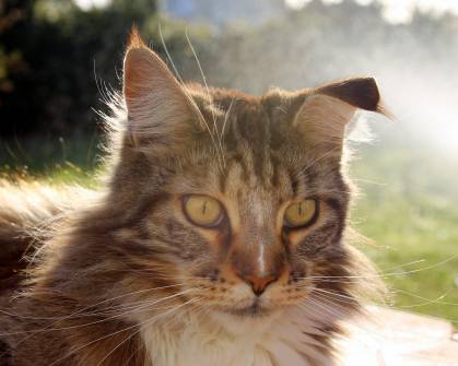 Voluptatum voluptas praesentium ut repellendus labore enim sunt repellendus consequatur