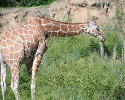 Quaerat et sint est commodi consequatur officia